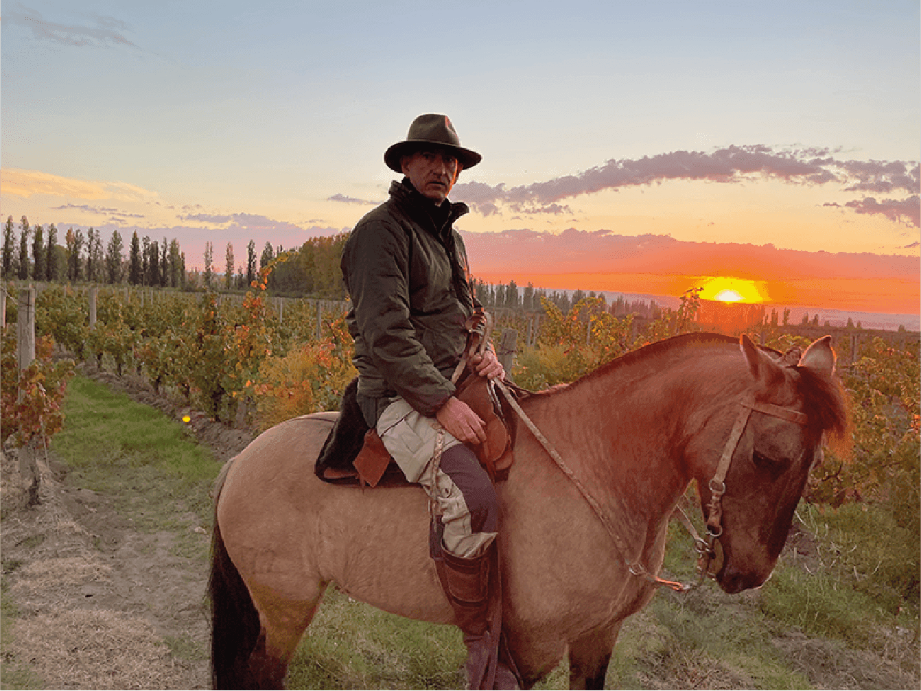 Philippe Zanchetta a caballo en el viñedo al atardecer