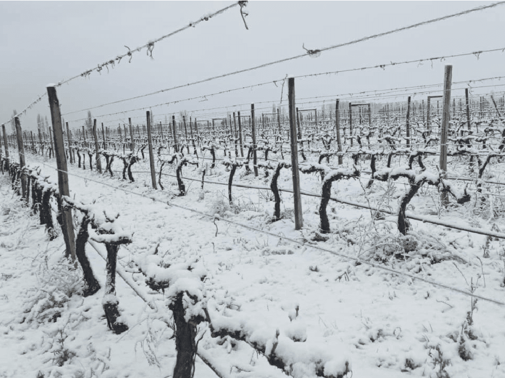 Viñedo cubierto de nieve en pleno invierno cordillerano