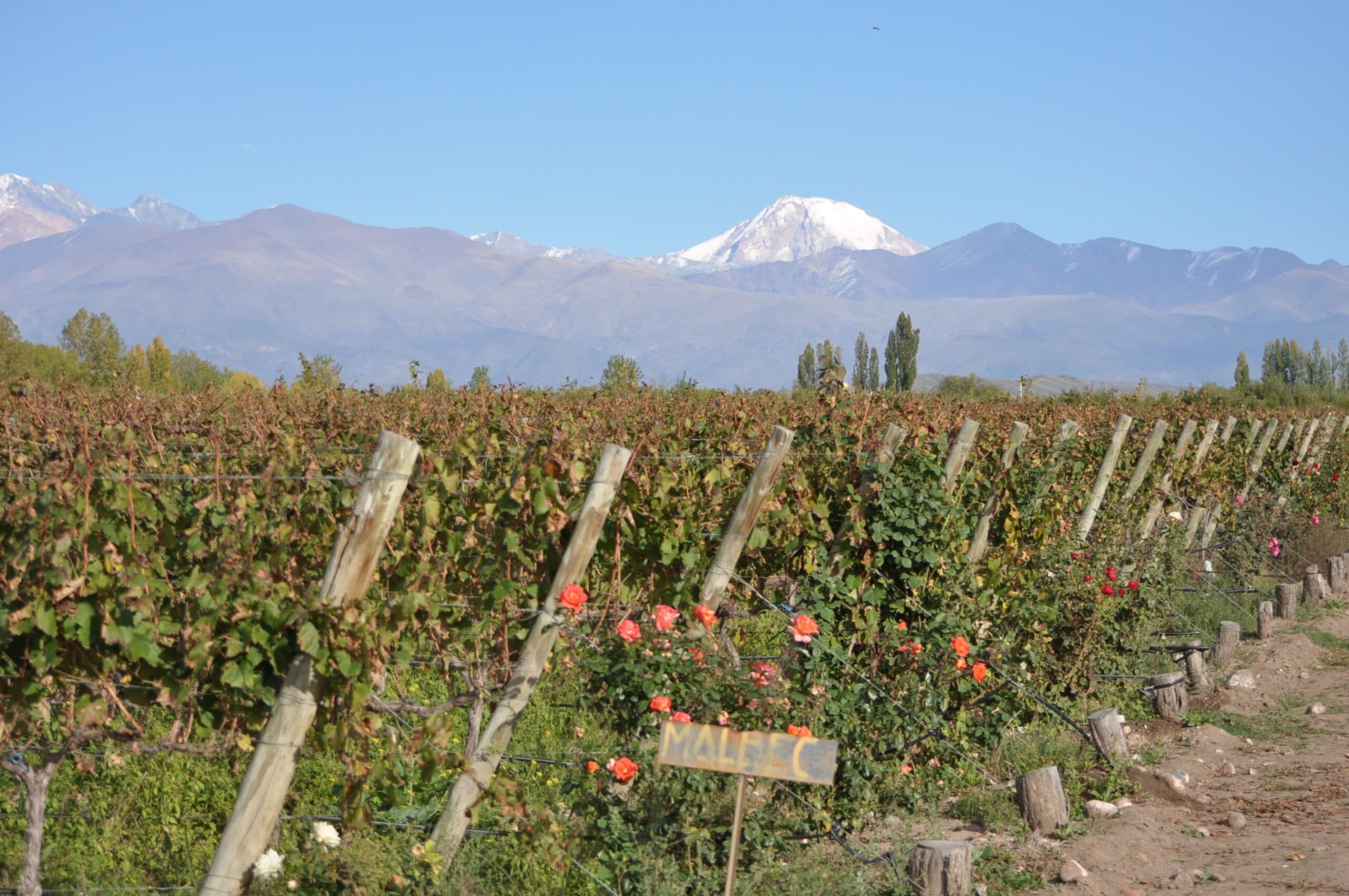 Viñedo de Malbec con rosas y la Cordillera de los Andes nevada de fondo