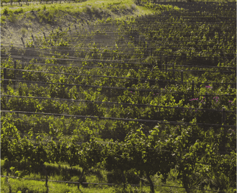 Vista aérea de las hileras del viñedo en el microterroir del río de piedras