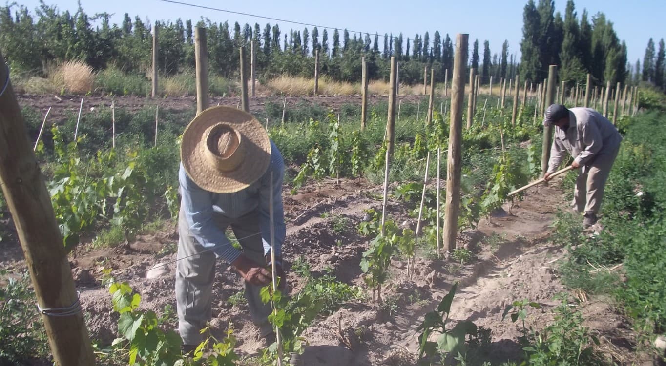 Trabajadores cosechando manualmente en el viñedo