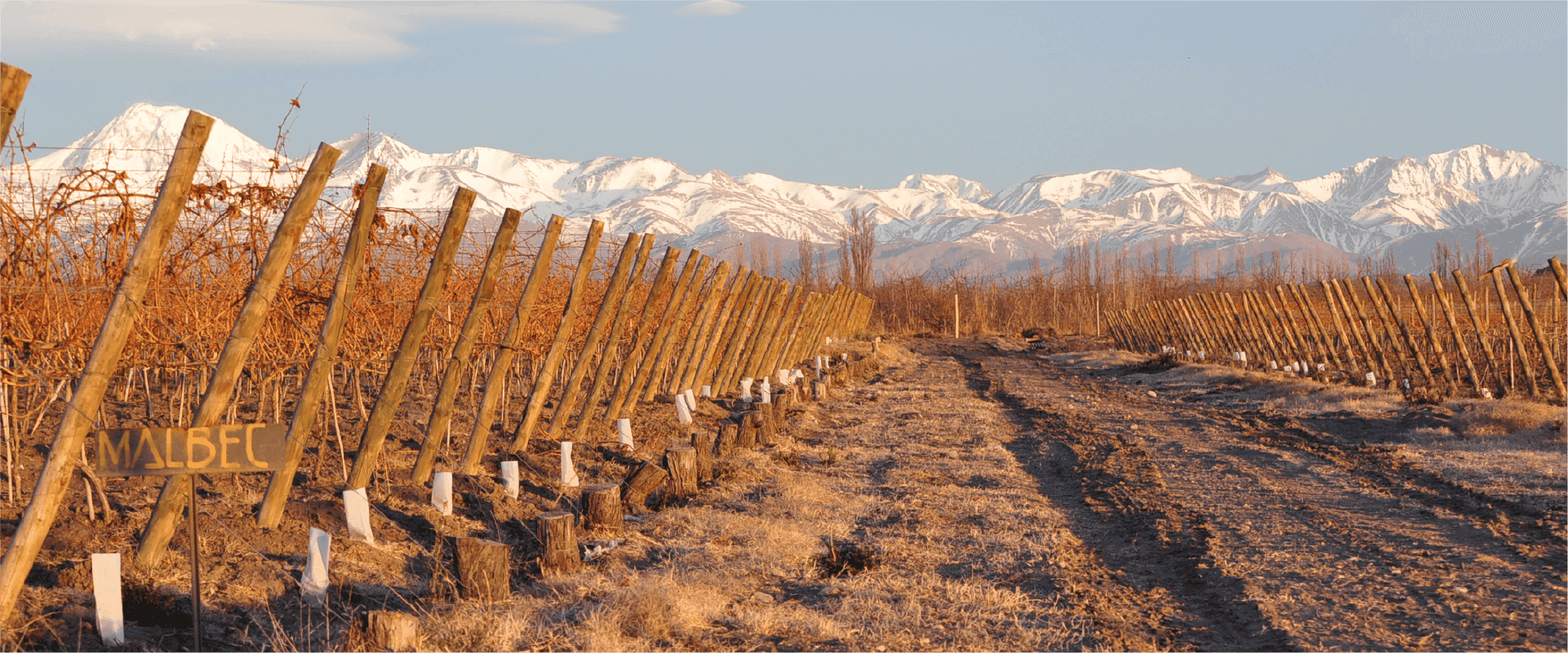 Viñedo de Malbec con la Cordillera de los Andes al atardecer